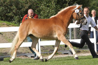 StPrSt. WILD THING (Hafl) v. Wildfang / Standschütz/T (Reinhard & Erika Bickmann, Werder).